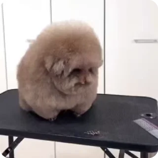 Video sticker 😔 7-8 ебучих спартаков