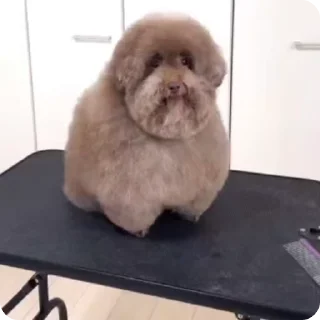 Video sticker 😃 7-8 ебучих спартаков