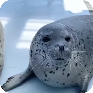 Video sticker 🦭 ·˚ ༘ @silly_seall_bot ‧₊˚