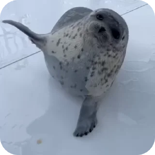 Video sticker 🦭 ·˚ ༘ @silly_seall_bot ‧₊˚