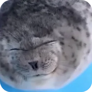 Video sticker 🦭 ·˚ ༘ @silly_seall_bot ‧₊˚