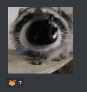 Sticker 🦝 ЁКАРНЫЙ КАПЕЦ :: @kararasenokk