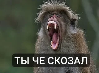 Telegram sticker 🤩 Пик Тролинга уше :: @fStikBot