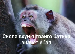 Telegram sticker 🤩 Пик Тролинга уше :: @fStikBot