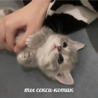 Video sticker 🥵 котятки х1