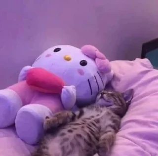 Телеграм стикер 😺 котятки х1