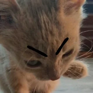 Video sticker 😡 котятки х1