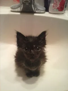 Телеграм стикер 😵‍💫 котятки х1