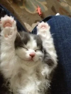 Телеграм стикер 🙌 котятки х1