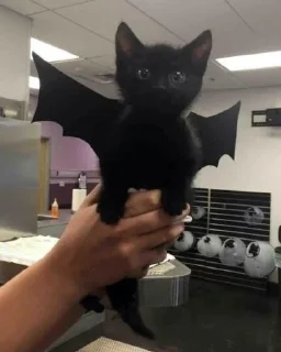 Телеграм стикер 🦇 котятки х1