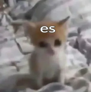 Video sticker ✅ котятки х1