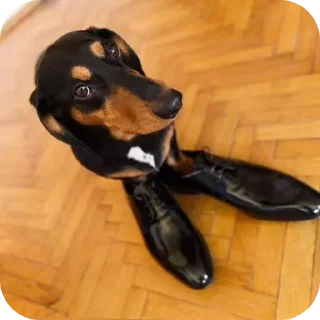 Sticker 👍 pacotão do @flakaralho 🫣