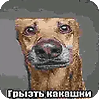 Telegram sticker 🐦 Тєфтєлi