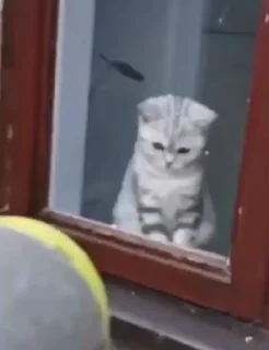 Video sticker 🔫 Poochie_Giffs