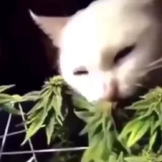 Video sticker 🌿 Poochie_Giffs