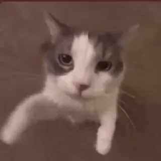 Video sticker 😘 gif arbi @evilhorns