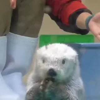 Video sticker 🎈 gif arbi @evilhorns