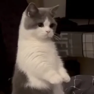 Video sticker 🎈 gif arbi @evilhorns