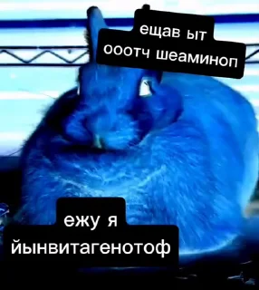 Video sticker 🤩 Бурмалдайцы от @Dictor_mladshu @Blender344 @MoiStikiBot