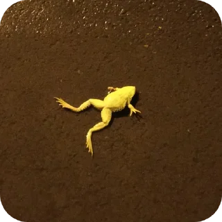 Video sticker 💀 Зачем?