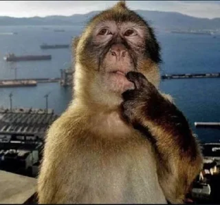 Telegram sticker 🌟 @SkullMaskX