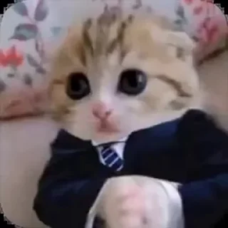 Video sticker 🐱 Больше стиков тут: @stikery4