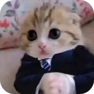 Video sticker 🫣 Больше стиков тут: @stikery4