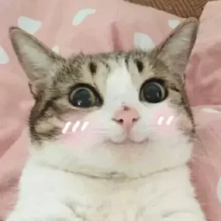 Video sticker 😊 雁的表情包 2.0