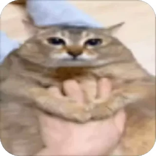 Video sticker 🧑‍🦱 хмм