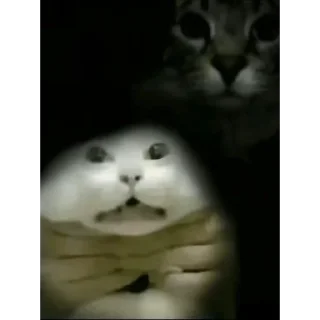 Telegram sticker 🤫 хмм