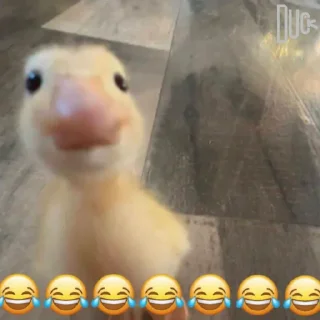 Video sticker 😂 @logicalists DuckAli