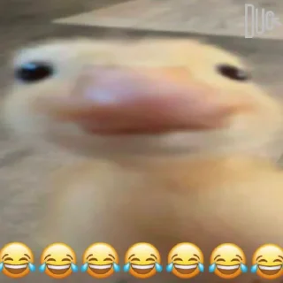 Telegram sticker 😂 @logicalists DuckAli