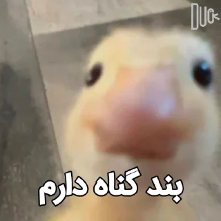 Telegram sticker 😂 @logicalists DuckAli