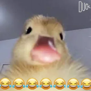 Telegram sticker 😂 @logicalists DuckAli