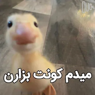 Telegram sticker 😂 @logicalists DuckAli