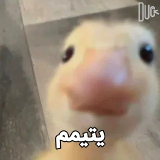 Telegram sticker 😂 @logicalists DuckAli