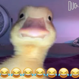 Sticker 😂 @logicalists DuckAli