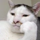 Telegram sticker 🐱 Cats by Lola