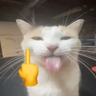 Video sticker 😋 Silly cat‼️ :: @fStikBot