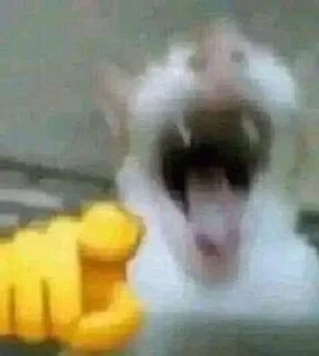 Video sticker 😜 Silly cat‼️ :: @fStikBot