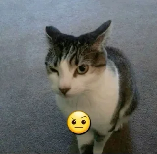Telegram sticker 🤨 Silly cat‼️ :: @fStikBot