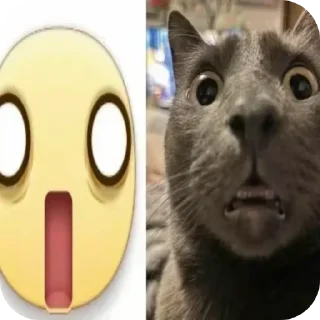 Video sticker 🐱 Не заходи сюда👉🏻 @sozdsti_bot