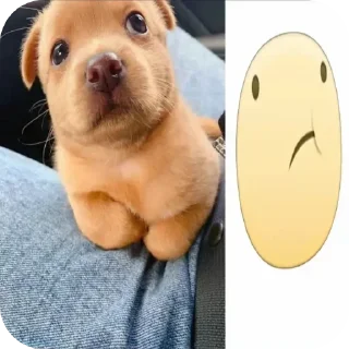 Telegram stiker 🐶 Не заходи сюда👉🏻 @sozdsti_bot