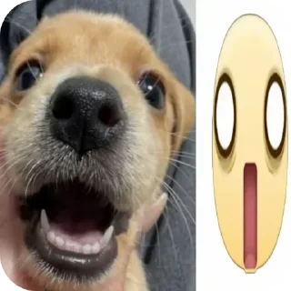 Telegram stiker 🐶 Не заходи сюда👉🏻 @sozdsti_bot