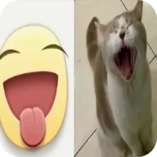 Video sticker 🐱 Не заходи сюда👉🏻 @sozdsti_bot