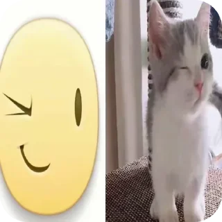 Video sticker 🐱 Не заходи сюда👉🏻 @sozdsti_bot