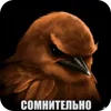 Video sticker 🐦 birds ➜ @emoji1