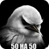 Video sticker 🐦 birds ➜ @emoji1