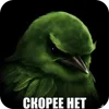 Video sticker 🐦 birds ➜ @emoji1