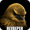 Video sticker 🐦 birds ➜ @emoji1